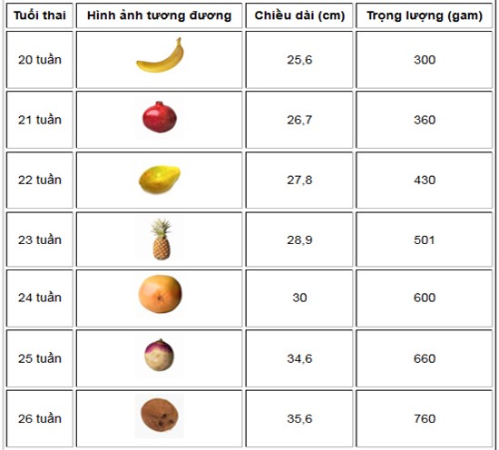 Cân nặng của thai nhi chuẩn