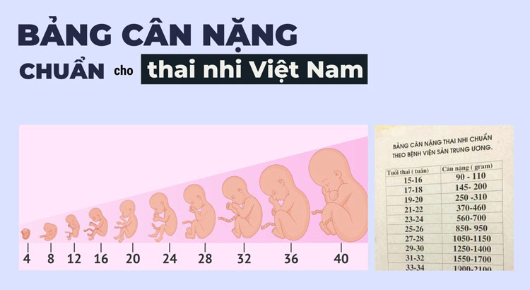 Chăm sóc thai kỳ thì theo dõi cân nặng thai nhi