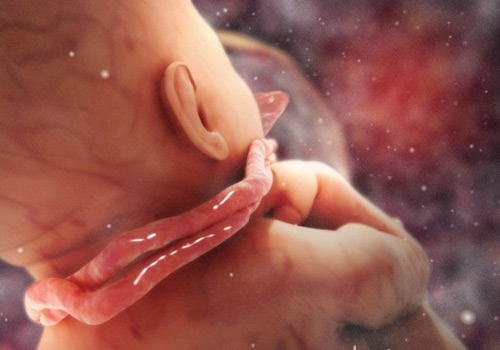 Độ dài của dây rốn ảnh hưởng gì đến thai nhi