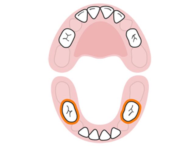 Cặp răng ở hàm dưới