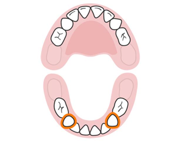 Răng nanh hàm dưới