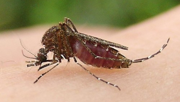 Muỗi là phương thức truyền bệnh phổ biến nhất