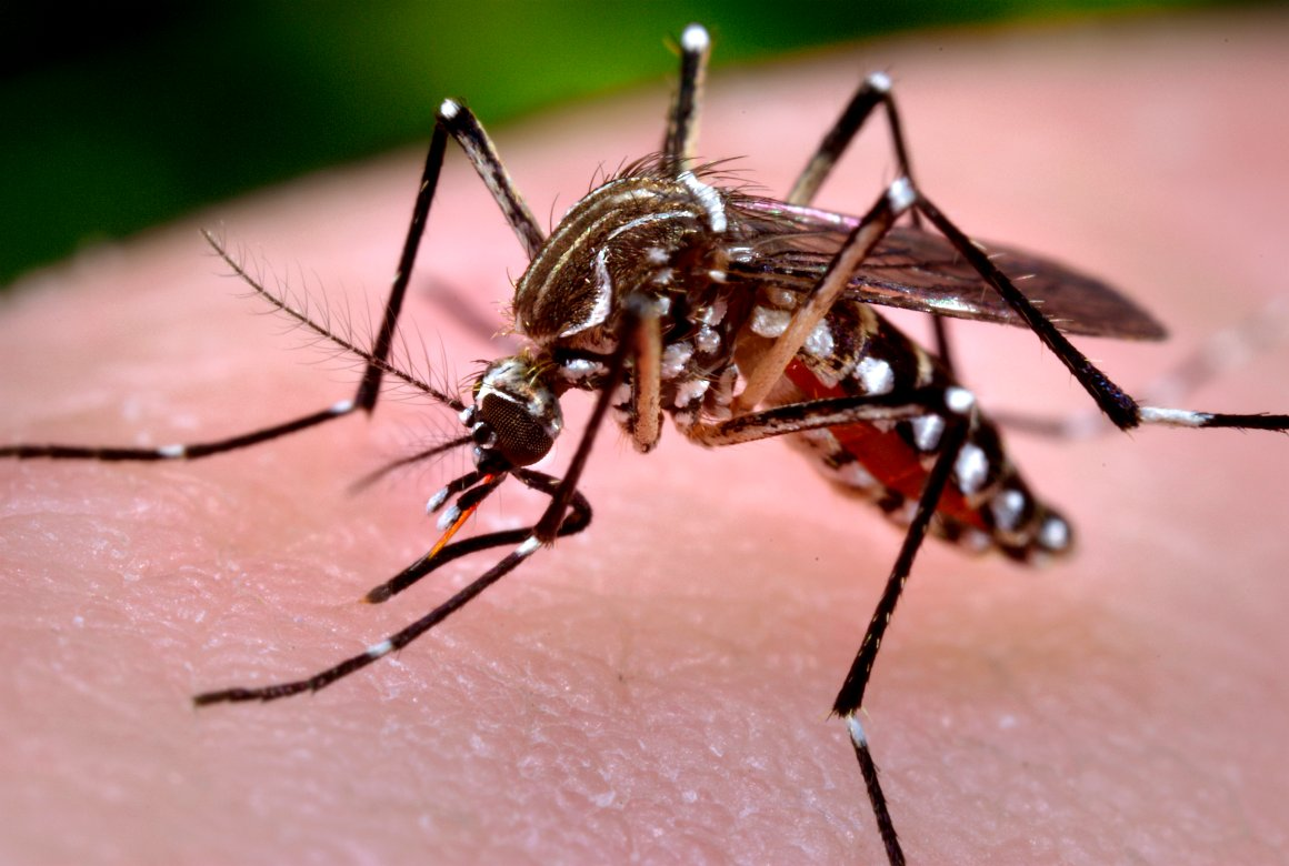 Cảnh báo dịch muỗi Zika: TP.Hồ Chí Minh đã có 51thai phụ nhiễm vi-rút. Mẹ hãy cẩn thận, đang dịch đó